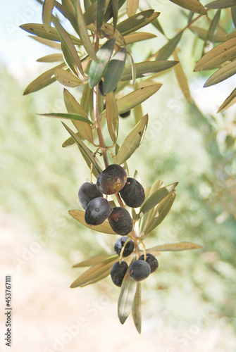 Olives on a olive tree, twig with fresh fruits, hain in Israel