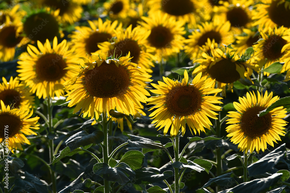 Obraz premium Beautiful field of blooming sunflowers.