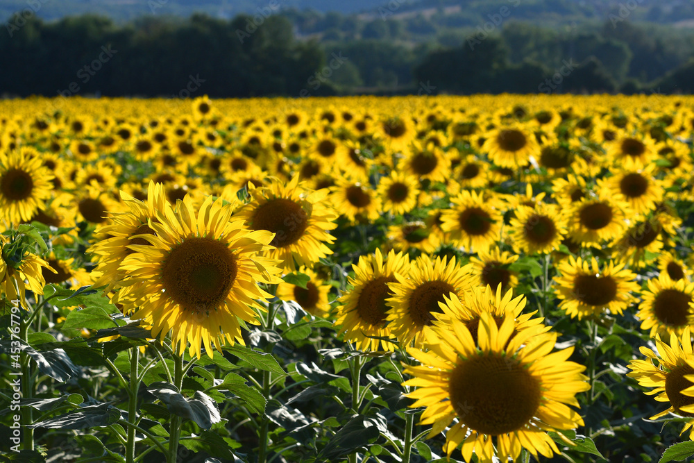 Fototapeta premium spectacular field of sunflowers in the Tuscan countryside, Italy