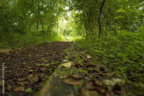 Narrow forest path with green foliage in Maunsee, Switzerland photo