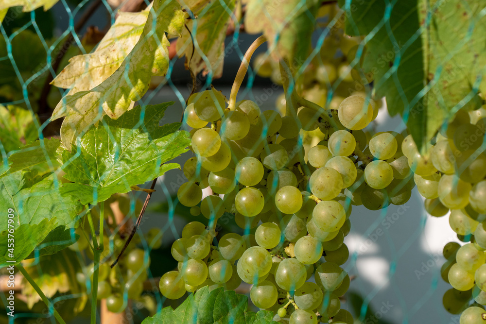 White grape on the vine White grape on the vine