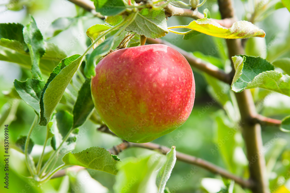 One bright juicy red-green apples hanging on a tree branch in fresh green foliage. Shot close-up in nature on a sunny day. An apple a day keeps the doctor away. One bright juicy red-green apples hanging on a tree branch in fresh green foliage. Shot close-up in nature on a sunny day. An apple a day keeps the doctor away.