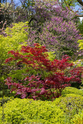 Red and green Maple with some Cherry flowers in the Japanese garden inside the Botanical Garden of Rome, Italy