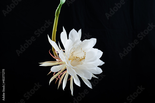 Epiphyllum 