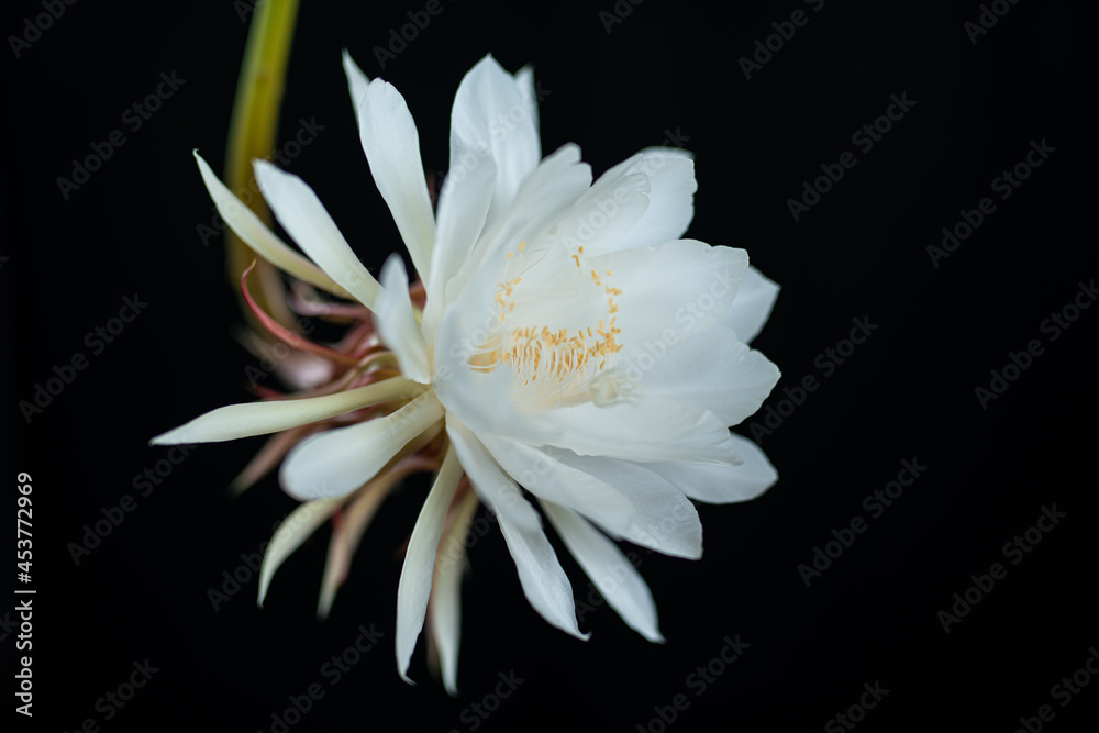 Fototapeta premium Epiphyllum 