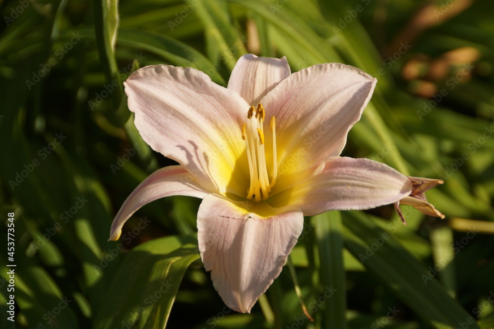 Fototapeta premium yellow lily flower