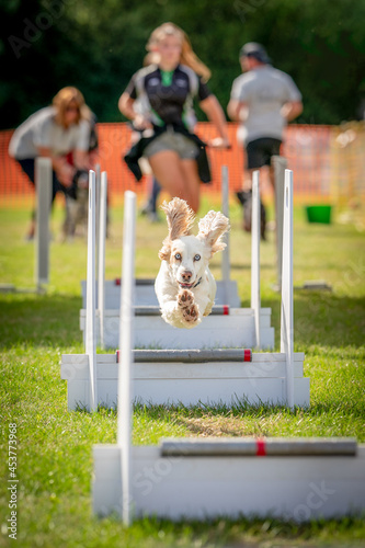 Fly Ball dog in mid-jump.