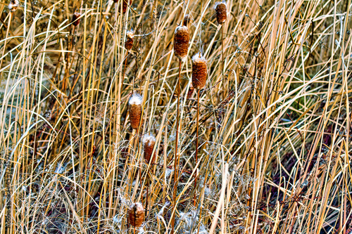 Dense thickets of old reeds with dry grass