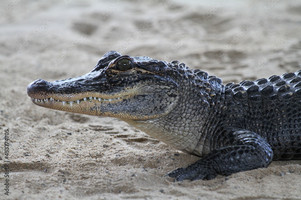 Fototapeta premium Close up of an America alligator, resting on sand