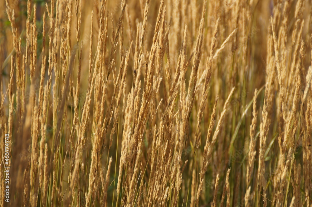 Fototapeta premium golden wheat field