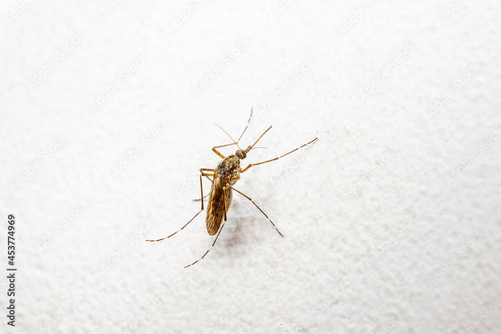 Dangerous Zika Infected Mosquito on White Wall. Leishmaniasis, Encephalitis, Yellow Fever, Dengue, Malaria Disease, Mayaro or Zika Virus Infectious Culex Mosquito Parasite Insect Macro. Dangerous Zika Infected Mosquito on White Wall. Leishmaniasis, Encephalitis, Yellow Fever, Dengue, Malaria Disease, Mayaro or Zika Virus Infectious Culex Mosquito Parasite Insect Macro.