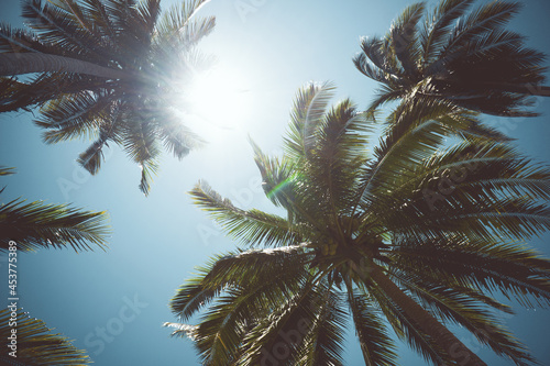 palm trees with sun, tropical background