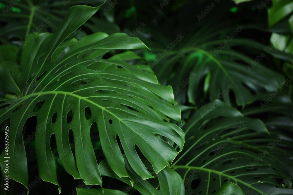 Fototapeta premium Green leaves natural background, tropical leaves of monstera.