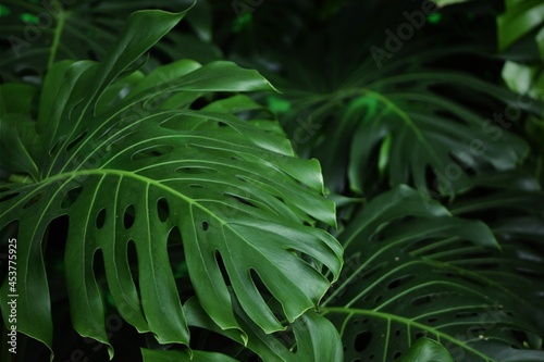Green leaves natural background, tropical leaves of monstera.