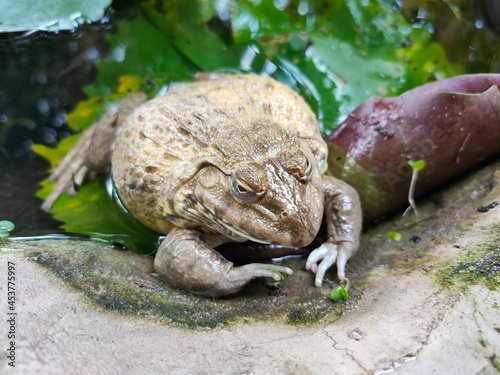 frog on the stone