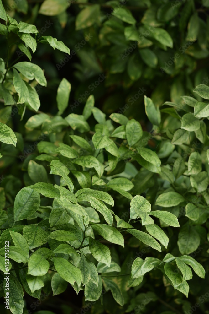 Green leaves natural background, specled lemon leaves Green leaves natural background, specled lemon leaves