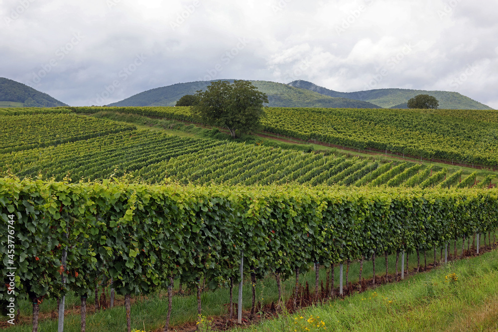 Weinberge in der Pfalz