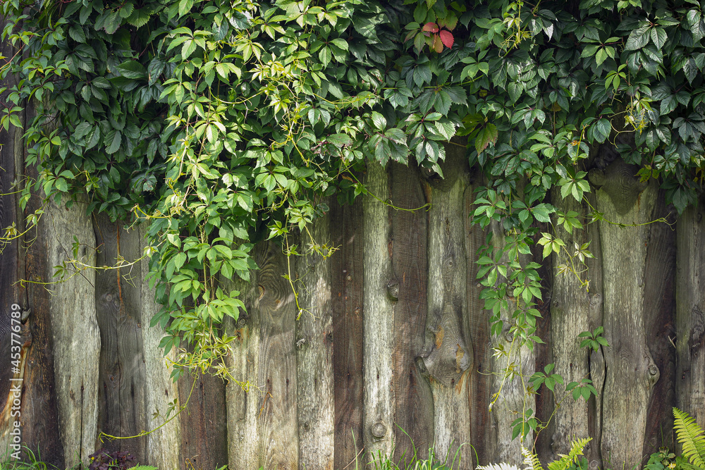 old wooden fence with leaves