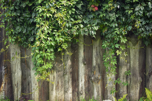 old wooden fence with leaves