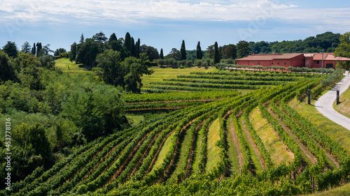 Beautiful vineyard ready for grape harvest at Rocca Bernarda  Udine province  Friuli Venezia Giulia  Italy. Italian landscape.