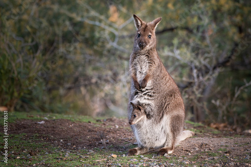 Closeup of a red-necked wallaby with a joey in its pouch photo