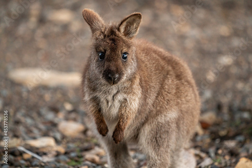 Closeup of a red-necked wallaby joey in the wild looking at the camera photo