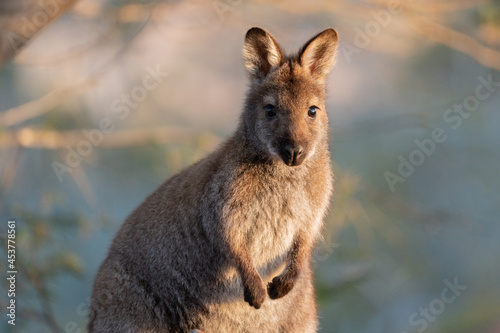 Closeup of a red-necked wallaby in the wild photo