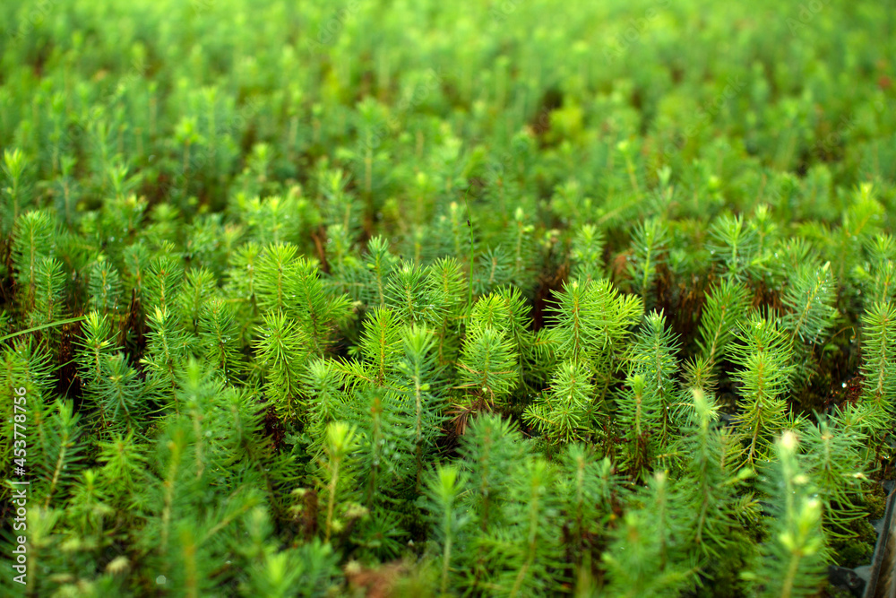 Green seedlings of coniferous trees. A greenhouse for growing plants and trees. Green seedlings of coniferous trees. A greenhouse for growing plants and trees.