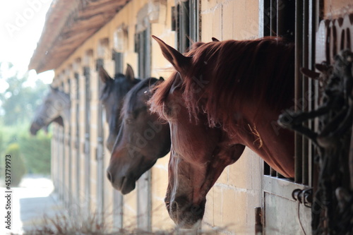 Varios caballos se asoman por las ventanas de una cuadra