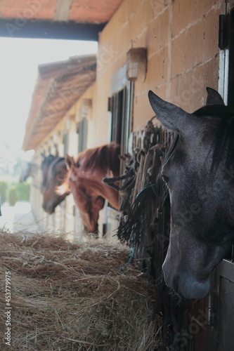 Caballos asoman las cabezas por las ventanas de una cuadra