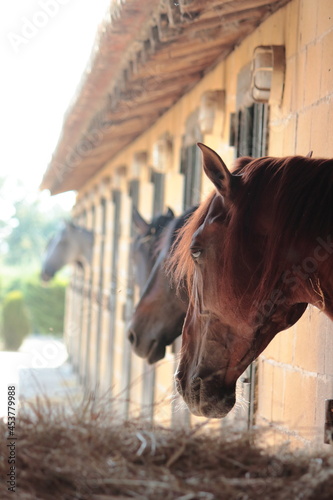 Caballos que asoman sus cabezas por las ventanas de una cuadra