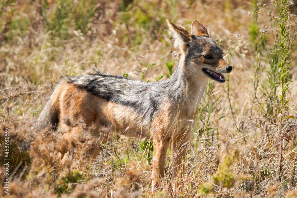 red fox vulpes