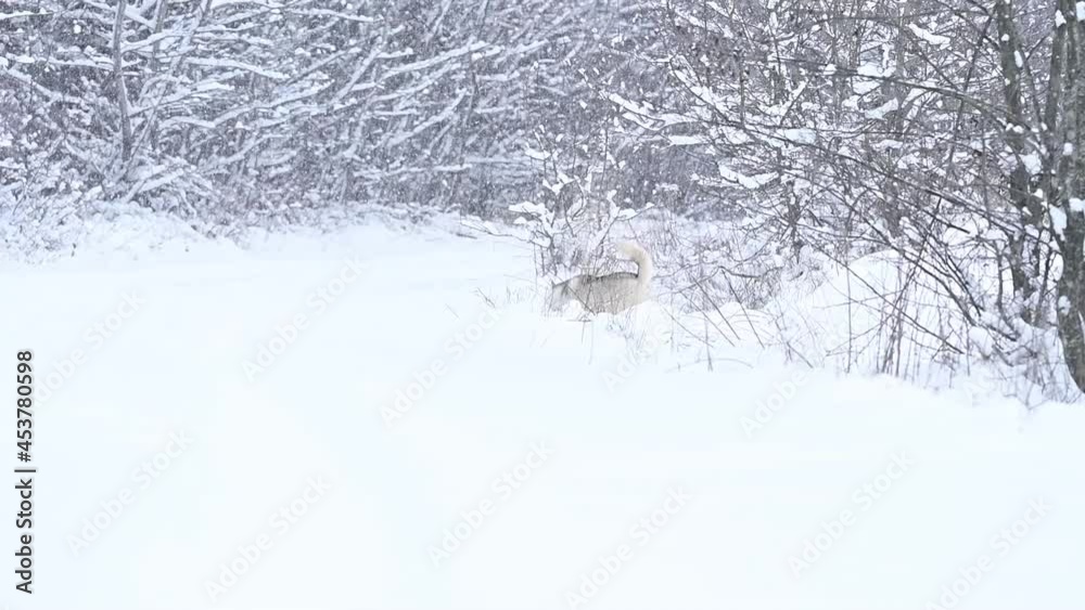 Siberian Husky, walks in the woods like a lone wolf predator, winter and winter animal hunting. Siberian Husky, walks in the woods like a lone wolf predator, winter and winter animal hunting.