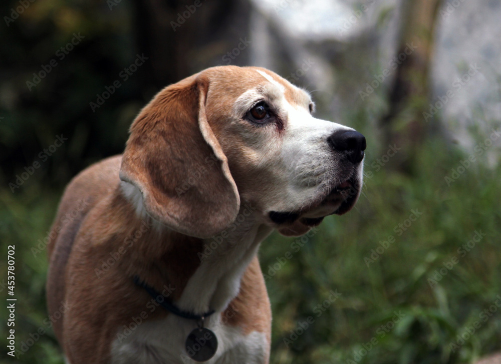 beagle dog in the grass