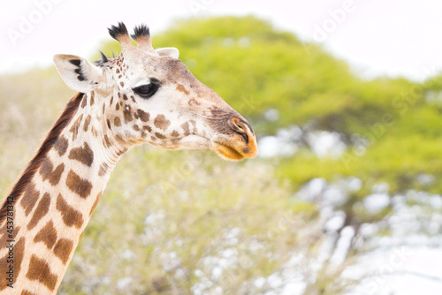 Fototapeta Naklejka Na Ścianę i Meble -  giraffe eating grass