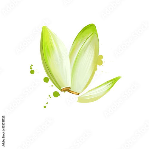 Digital art Endive, Cichorium, Cichorium endivia, Salad Chicory isolated on white background. Organic healthy food. Green vegetable. Hand drawn plant closeup. Clip art illustration. Graphic design