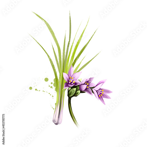 Digital art illustration of Lemon grass, Cymbopogon citratus isolated on white background. Organic healthy food. Green vegetable. Hand drawn plant closeup. Clipart illustration graphic design element