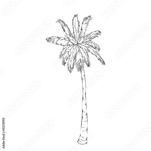 Coconut palm tree natural icon isolated on a white background