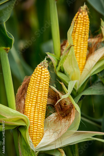 corn wrapped in green leaves on the stem in the field.