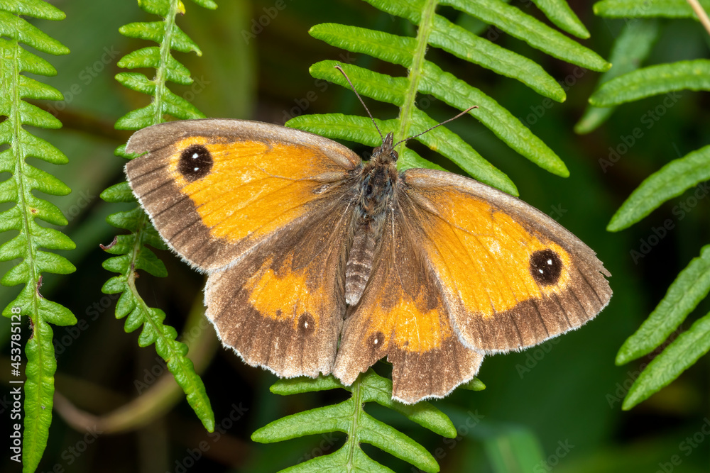 Gatekeeper Butterfly (Pyronia tithonus) a flying insect commonly known as Hedge Brown Gatekeeper Butterfly (Pyronia tithonus) a flying insect commonly known as Hedge Brown