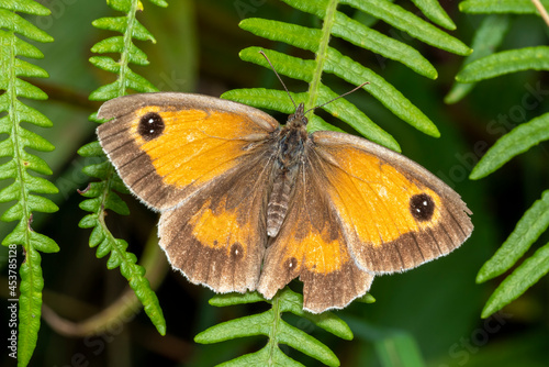 Gatekeeper Butterfly (Pyronia tithonus) a flying insect commonly known as Hedge Brown © Tony Baggett