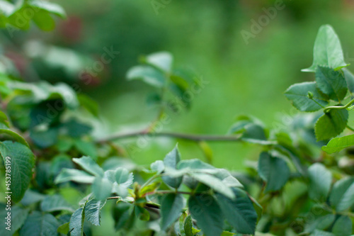 Close up of summer green branch on blurred background. Nature eco bloom concept with copy space on the top as a backdrop. Floral for your project. Wildlife organic and travel concept