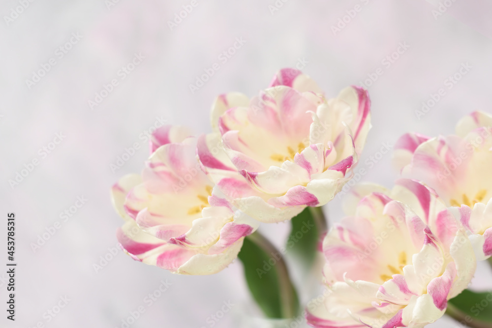 Delicate pink tulips on a pink background. banner, postcard, free space for your ideas and text. Greeting card, invitation. Delicate pink tulips on a pink background. banner, postcard, free space for your ideas and text. Greeting card, invitation.
