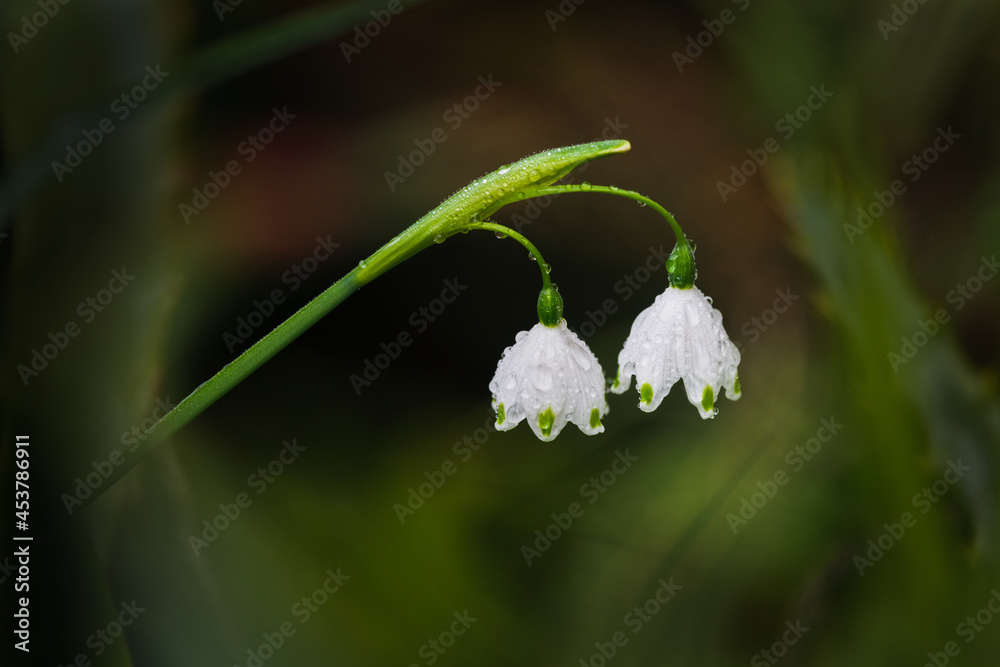 Obraz premium Close-up image of tiny white snowdrop flowers (Galanthus) with raindrops against nature blurred background