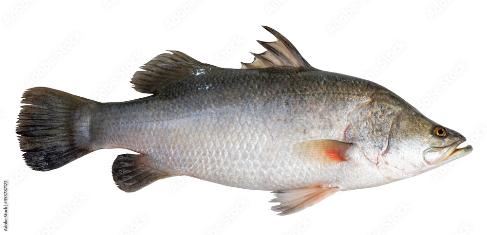 Fresh white striped bass fish isolated on white background, White striped bass fish isolated on white with clipping path. Fresh white striped bass fish isolated on white background, White striped bass fish isolated on white with clipping path.