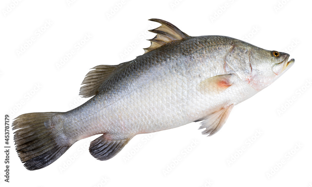 Fresh white striped bass fish isolated on white background, White striped bass fish isolated on white with clipping path. - obrazy, fototapety, plakaty 