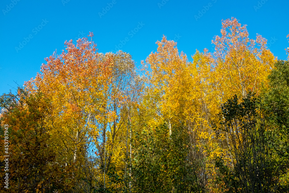 Autumn landscape. Yellow trees against a bright blue sky.