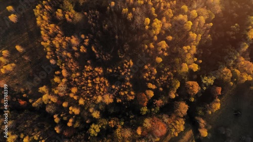 Autumn forest aerial footage, slow motion over the trees nature drone background yellow and orange vivid colors