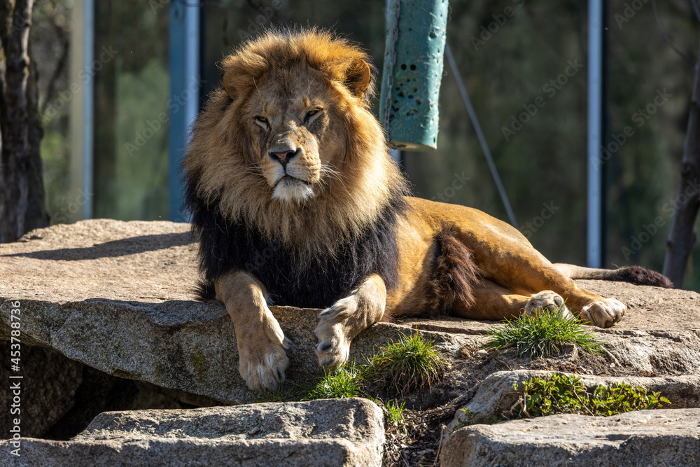 Naklejka premium The lion, Panthera leo is one of the four big cats in the genus Panthera