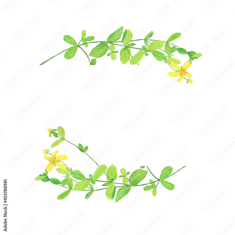 St Johns wort plant banner isolated on white background. Watercolor hand drawn illustration. Yellow flower of Hypericum perforatum.